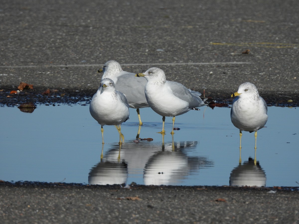 Ring-billed Gull - ML495837811