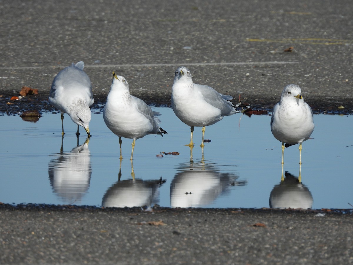 Ring-billed Gull - ML495837821