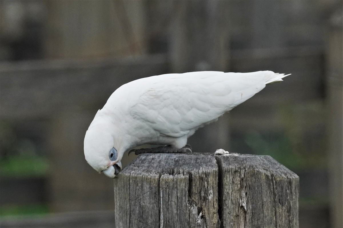 Cacatúa Sanguínea - ML495838001