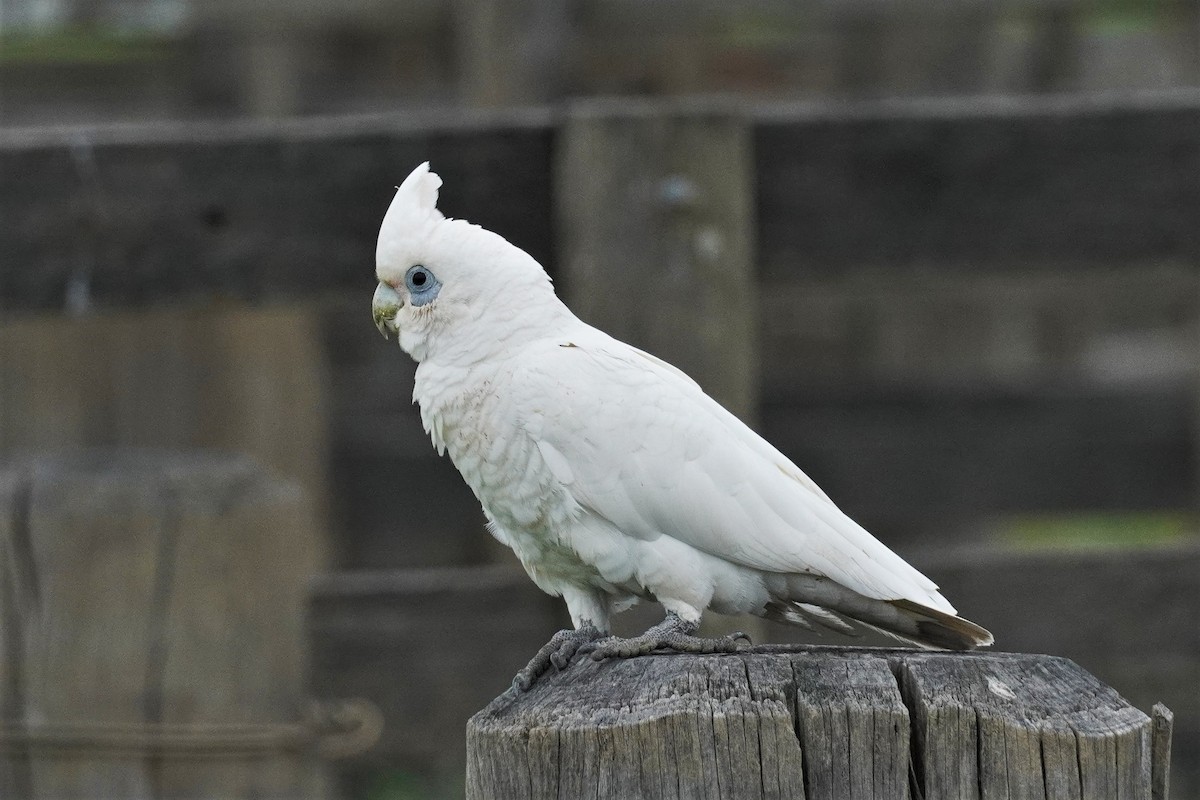 Cacatúa Sanguínea - ML495838011