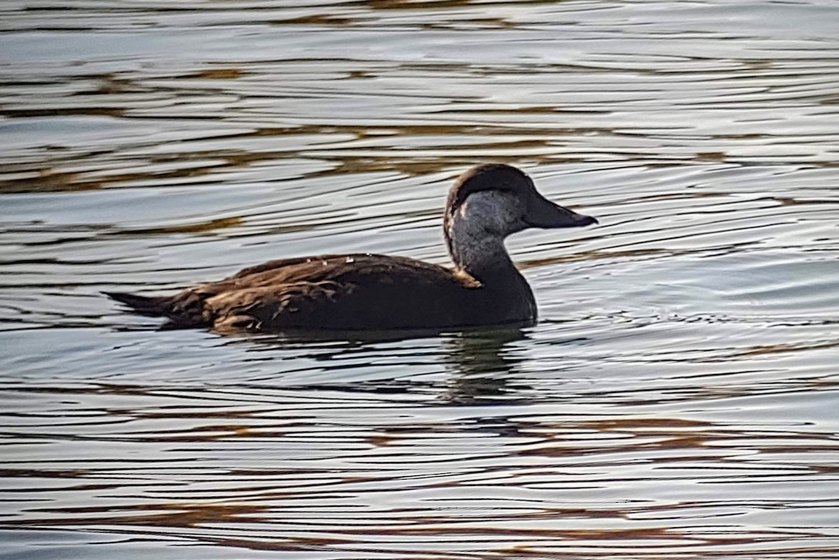 Black Scoter - K K