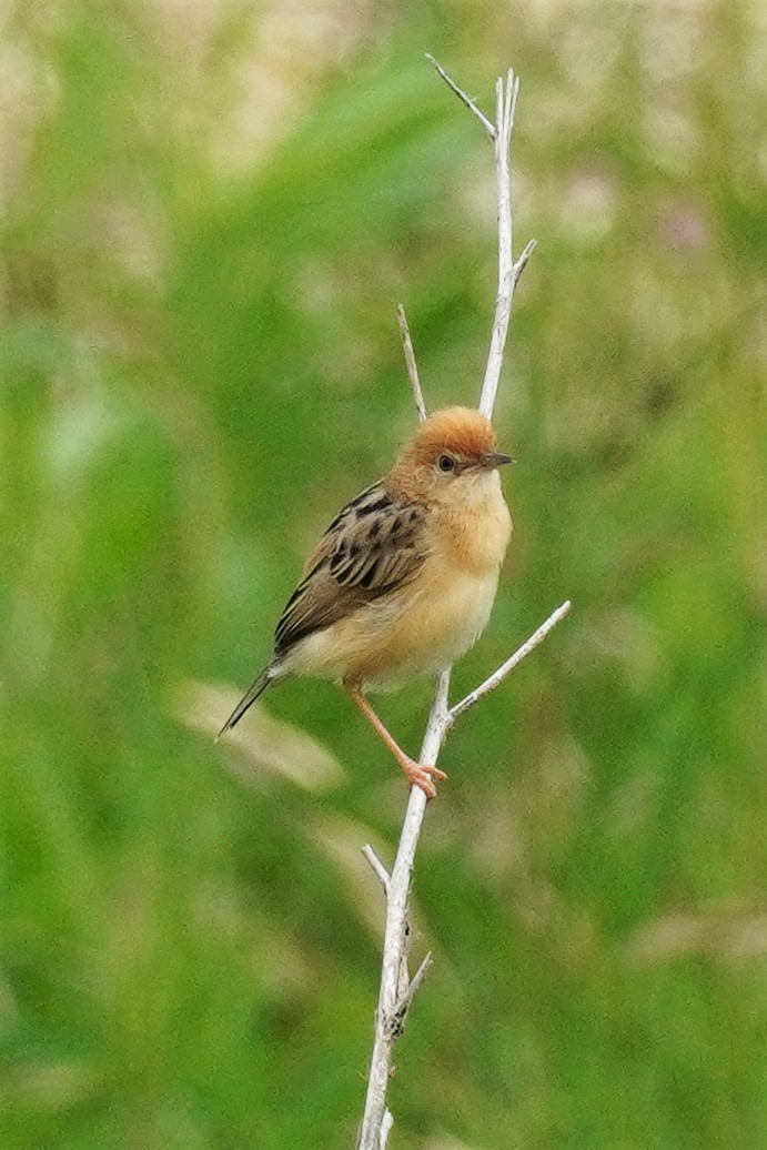 Cisticole à couronne dorée - ML495839111