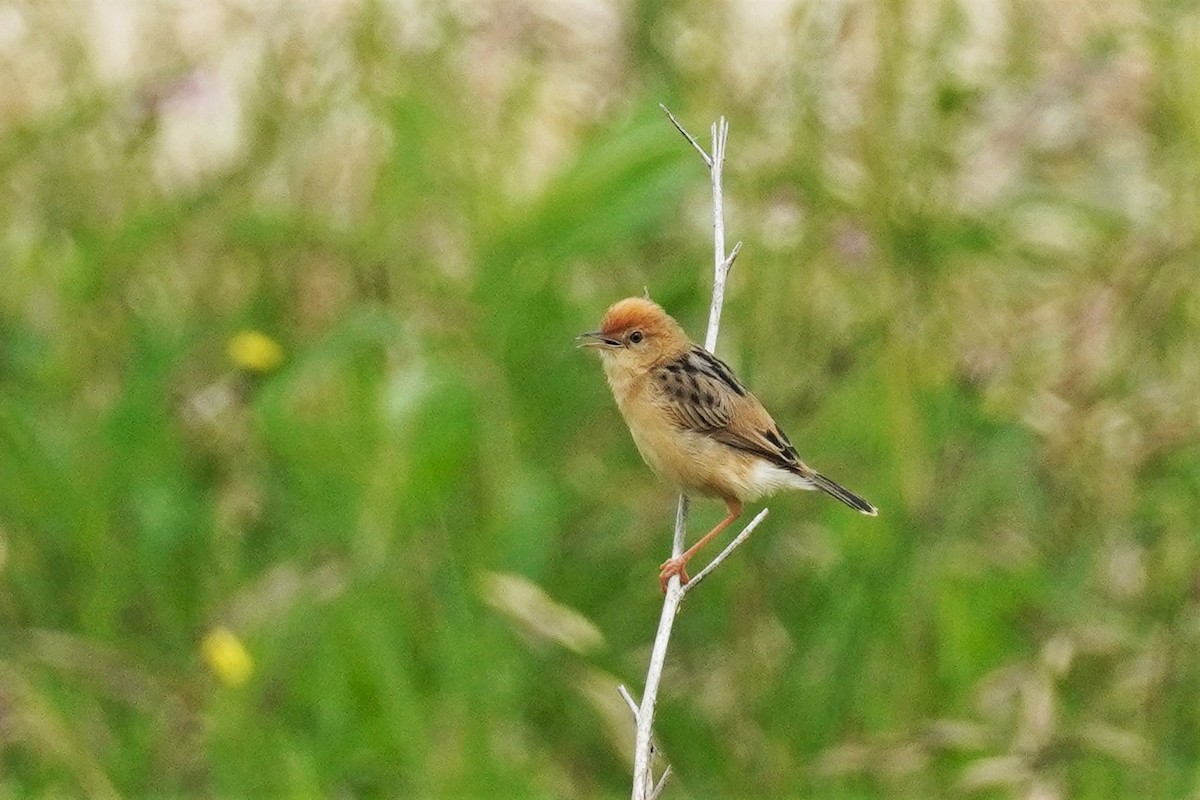 Cisticole à couronne dorée - ML495839121