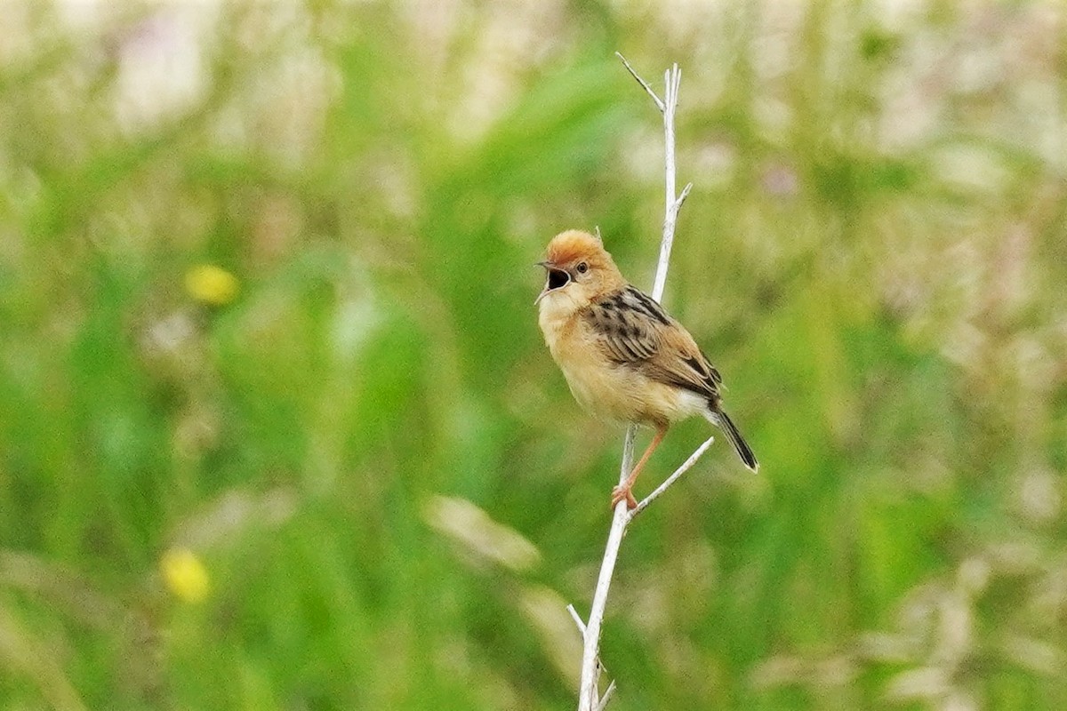 Golden-headed Cisticola - ML495839131