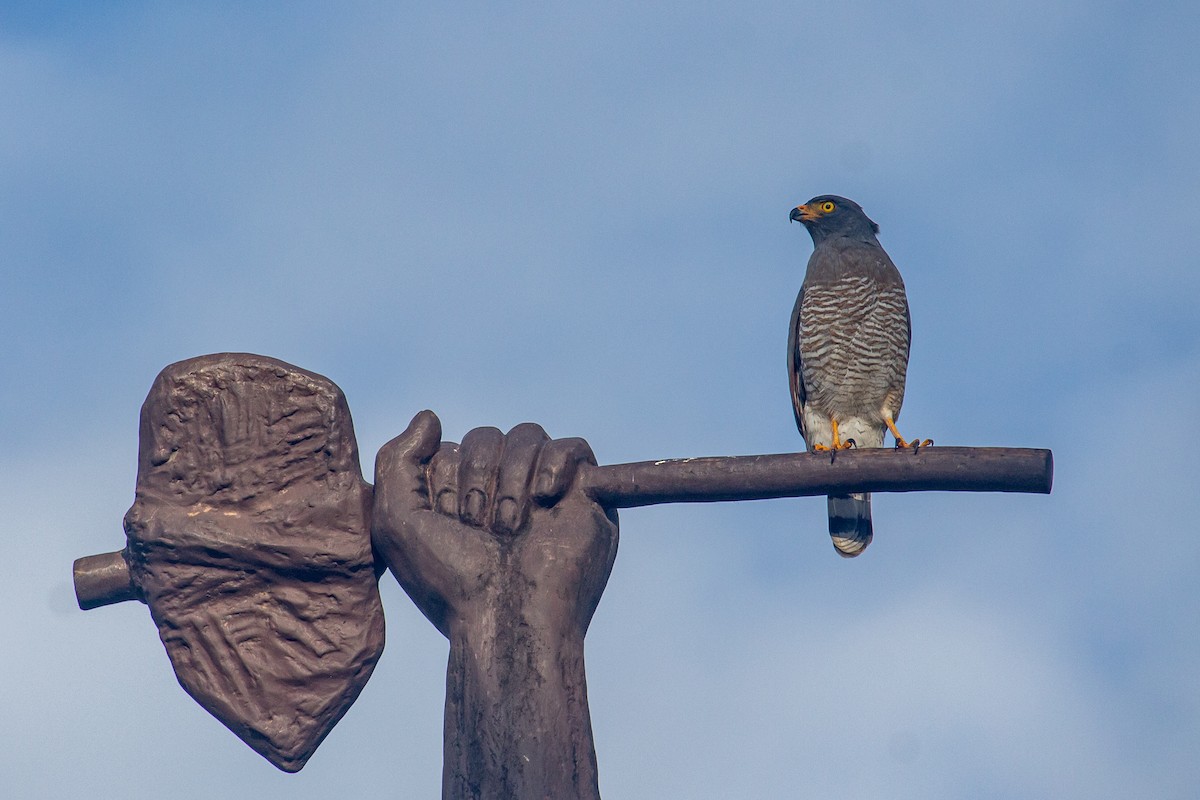 Roadside Hawk - ML495839441