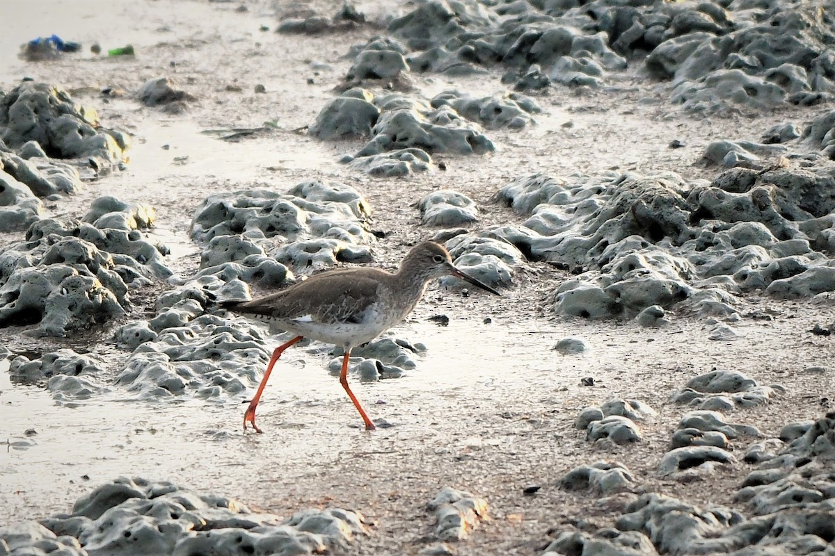 Common Redshank - Evelyn Lee