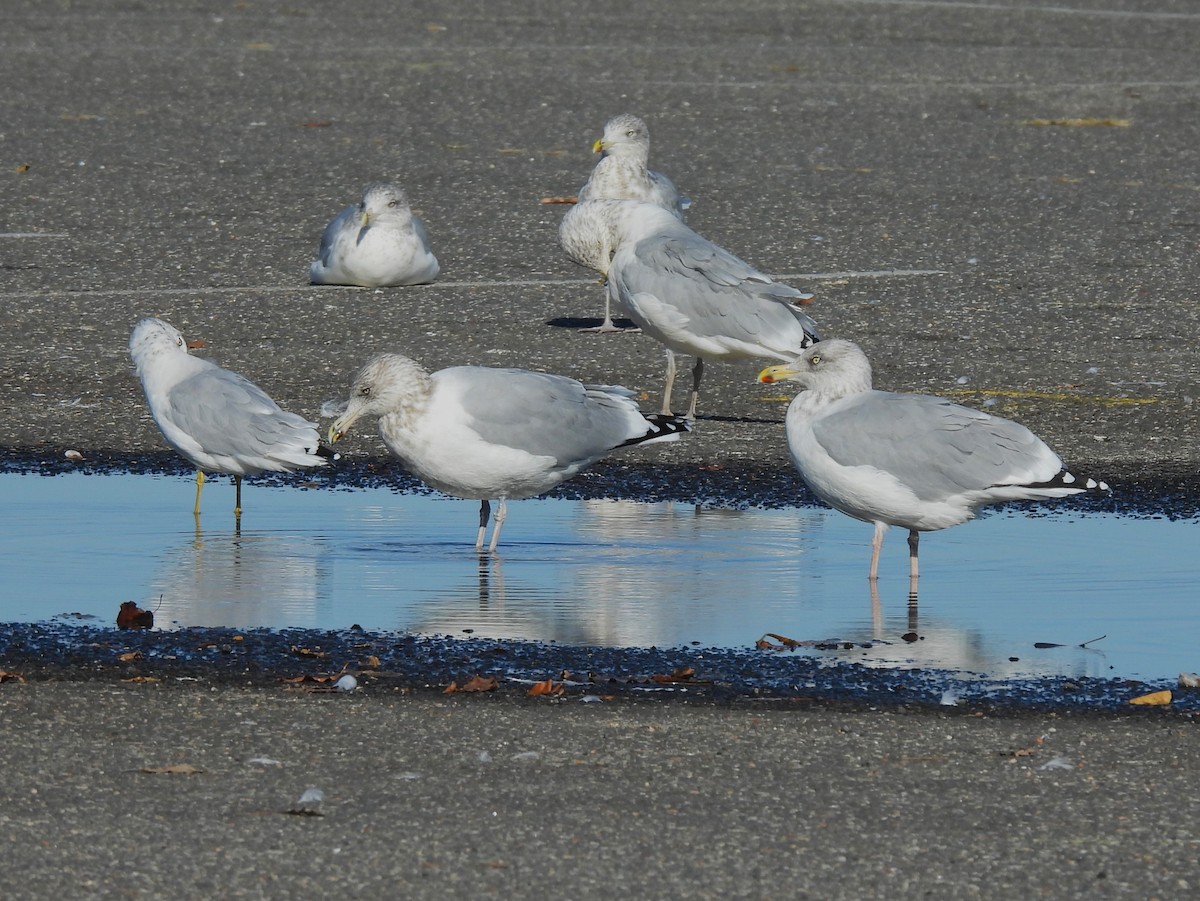 Herring Gull - ML495840671