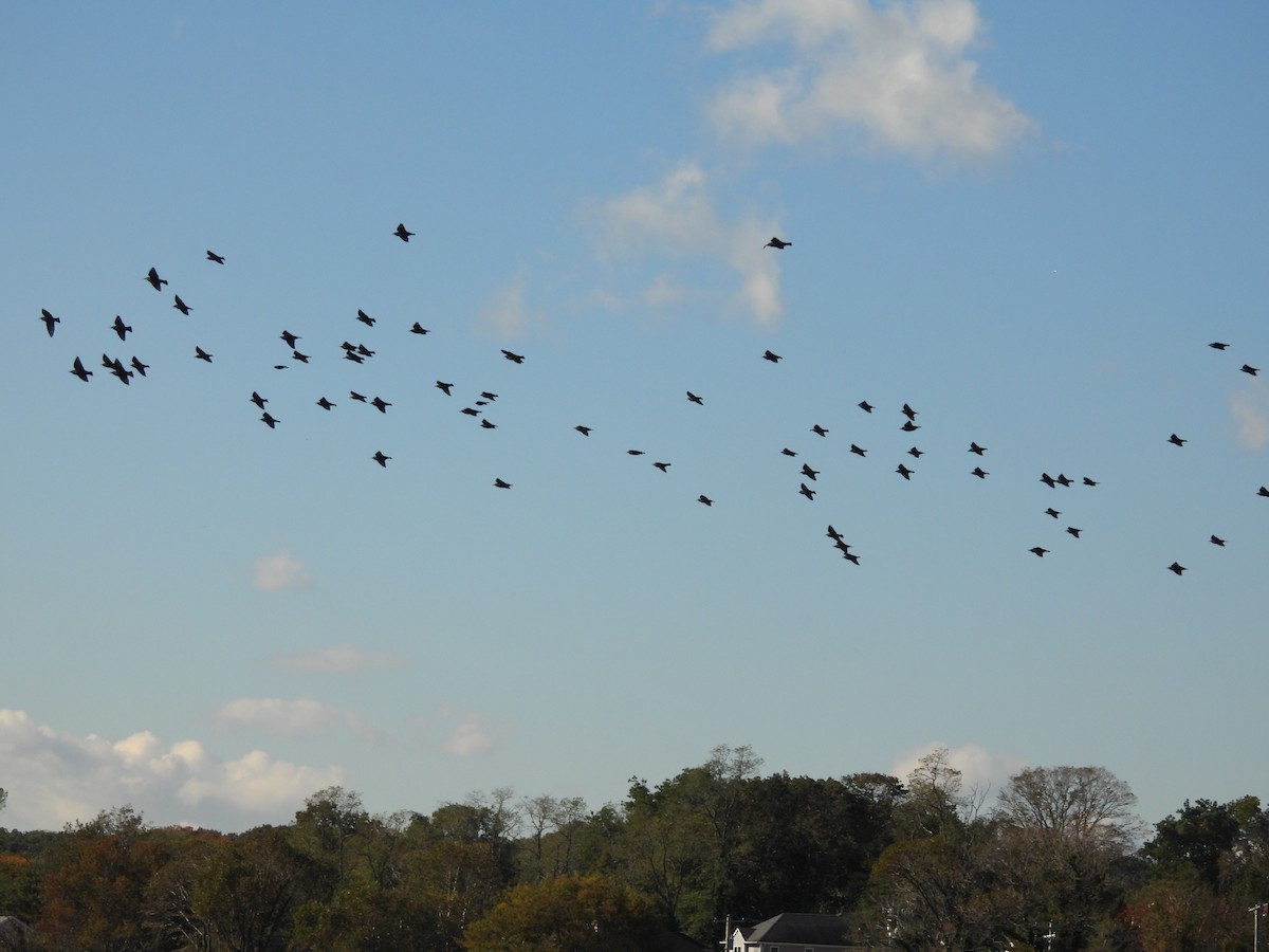 European Starling - ML495841411