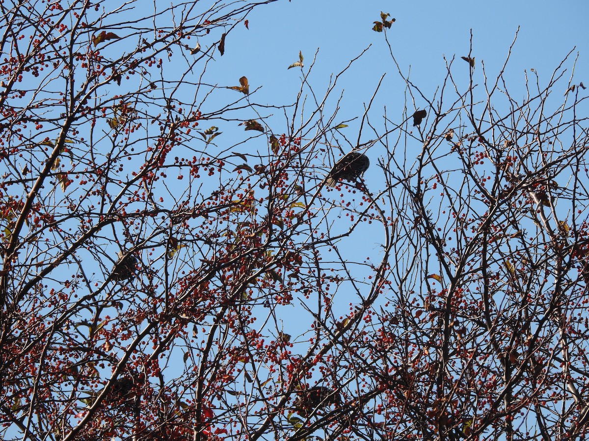 European Starling - ML495841431