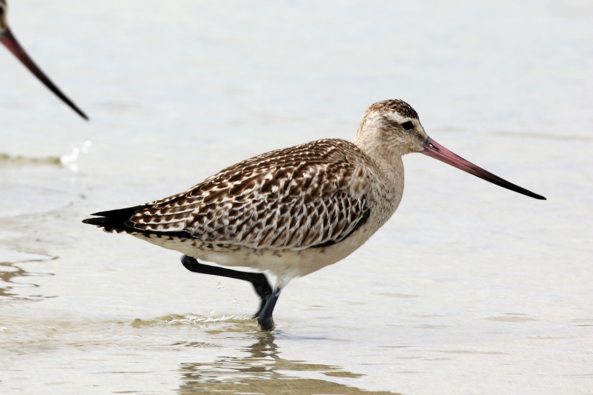 Bar-tailed Godwit - ML495841661