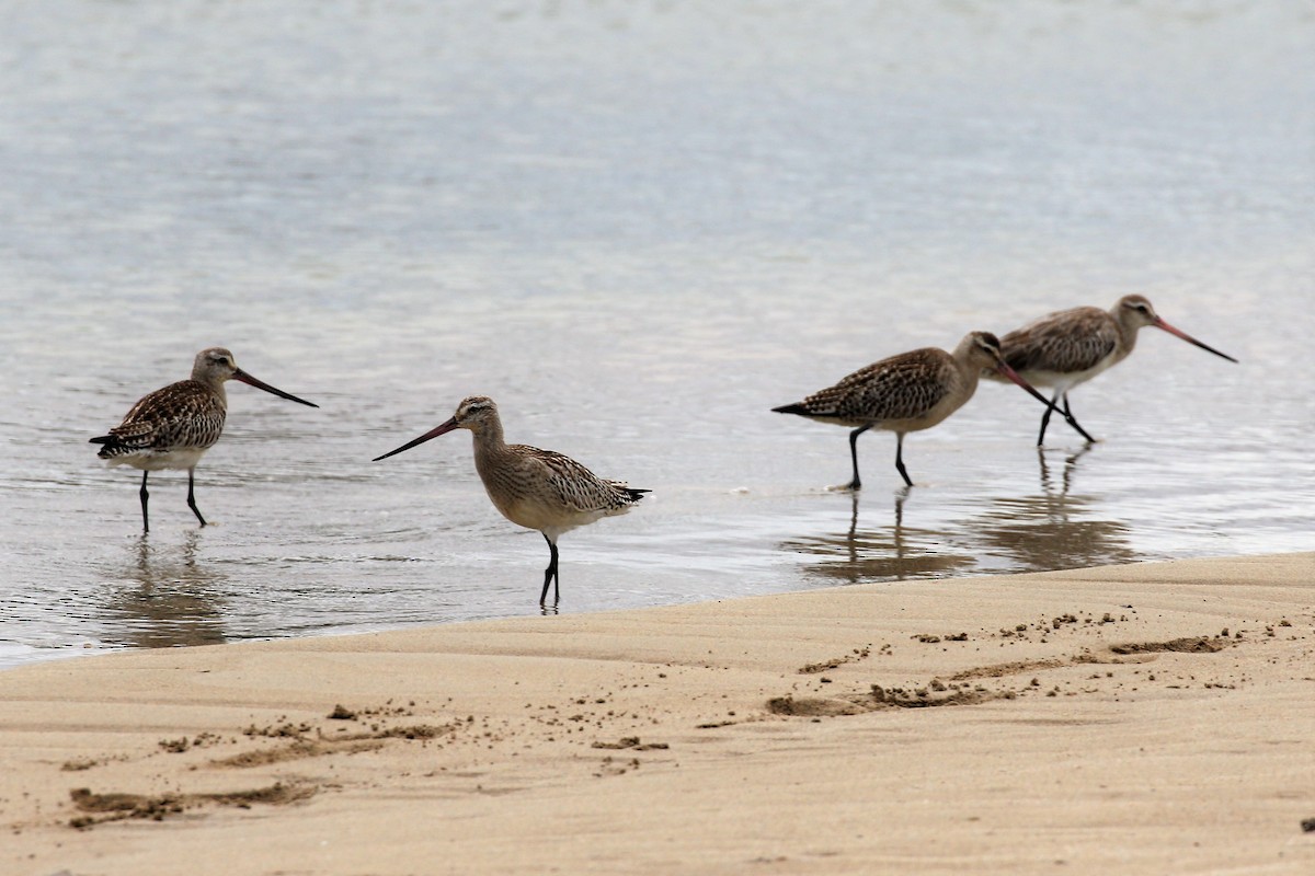 Bar-tailed Godwit - ML495841671