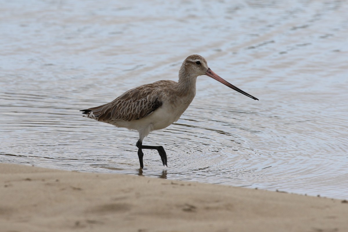 Bar-tailed Godwit - ML495841681