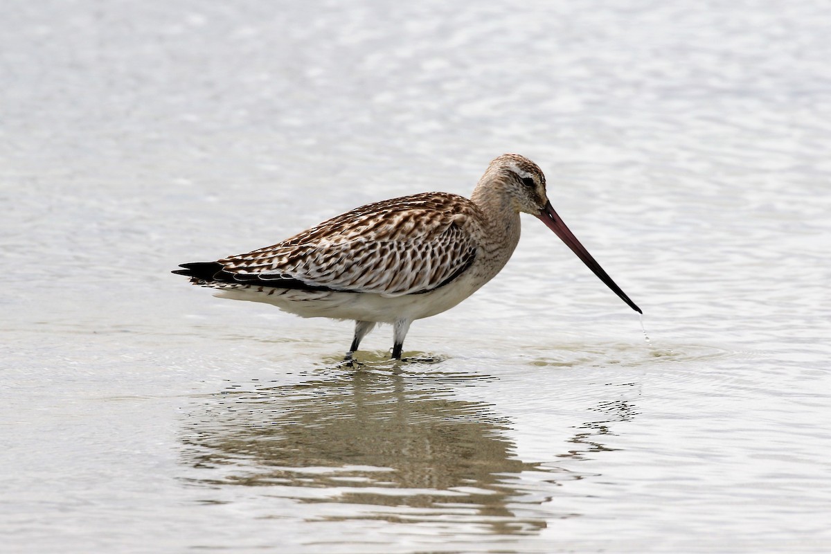 Bar-tailed Godwit - ML495841691