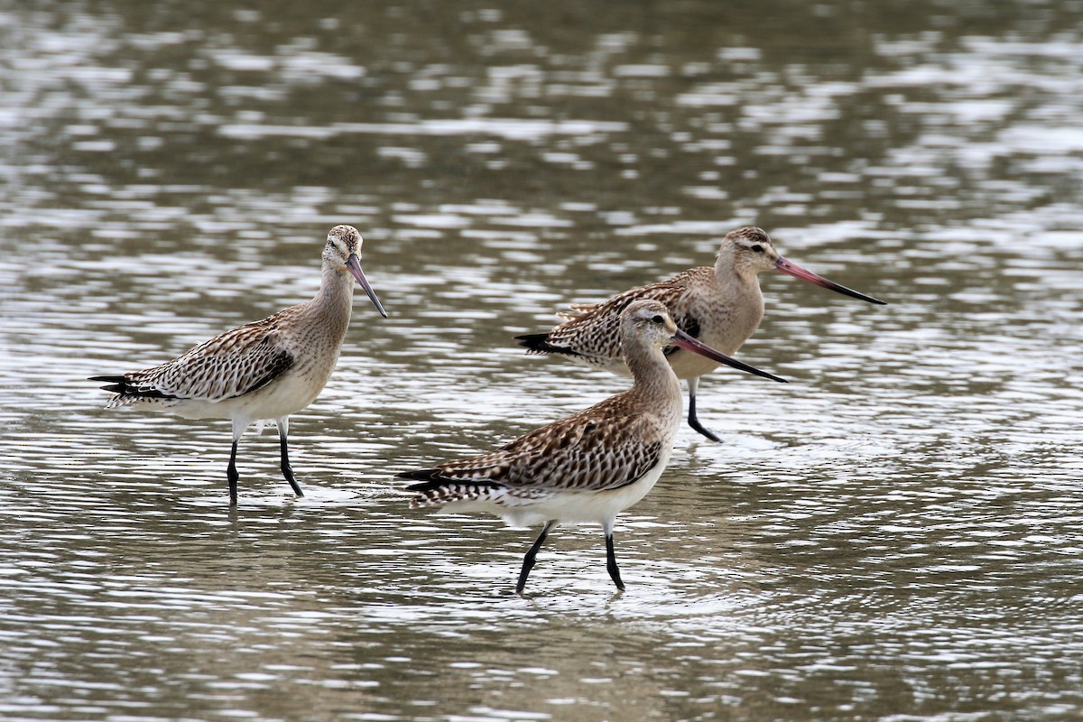 Bar-tailed Godwit - ML495841701