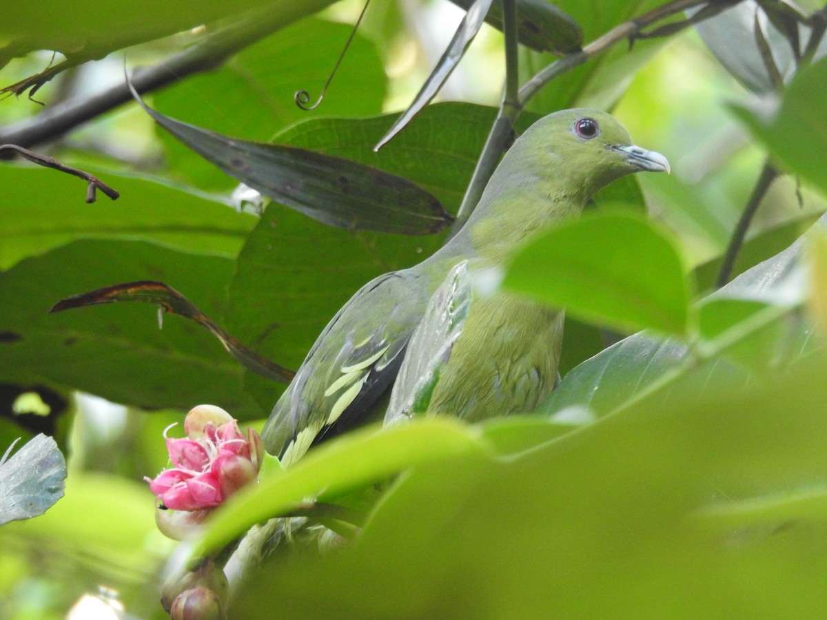 Pink-necked Green-Pigeon - ML495842561