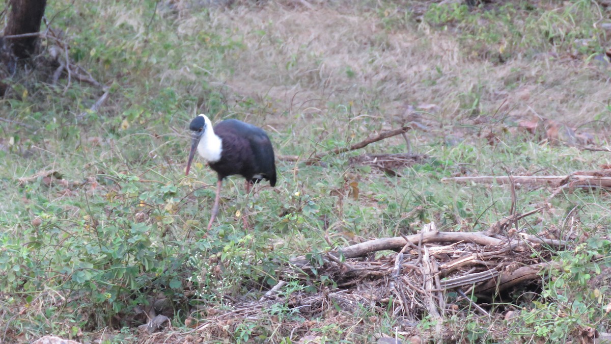 Asian Woolly-necked Stork - ML495843571