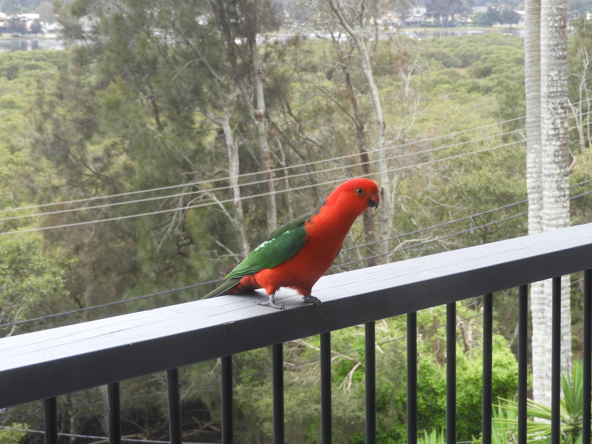 Australian King-Parrot - Charles Silveira