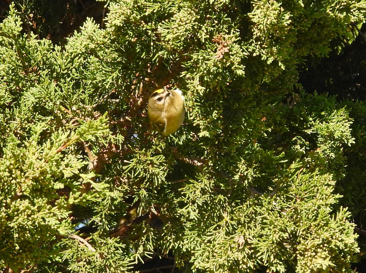 Roitelet à couronne dorée - ML495845421