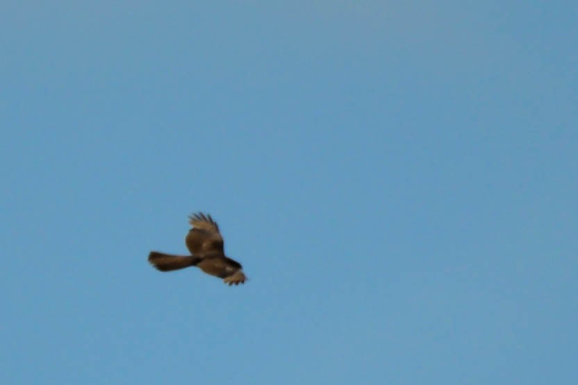 Collared Sparrowhawk - Michael Chirlin