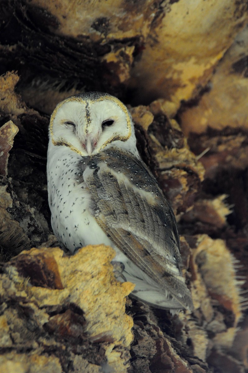 Barn Owl - ML495845971