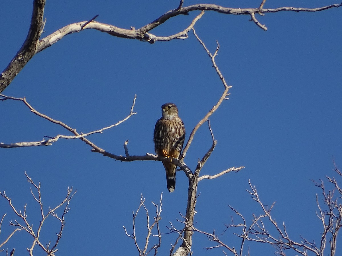 コチョウゲンボウ（columbarius） - ML495846071