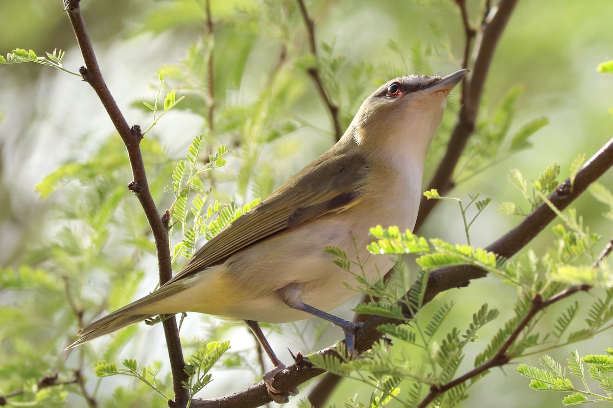 rødøyevireo - ML495846421