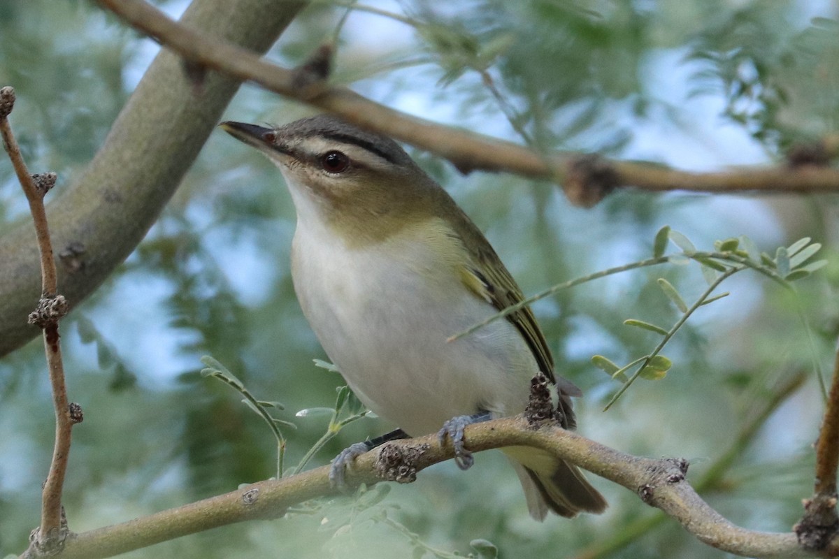 rødøyevireo - ML495846601