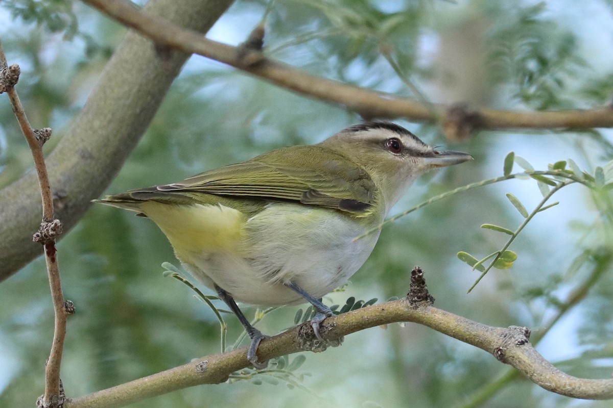 rødøyevireo - ML495846661