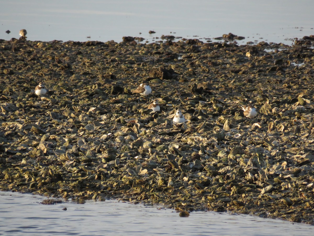 Snowy Plover - Blair Dudeck