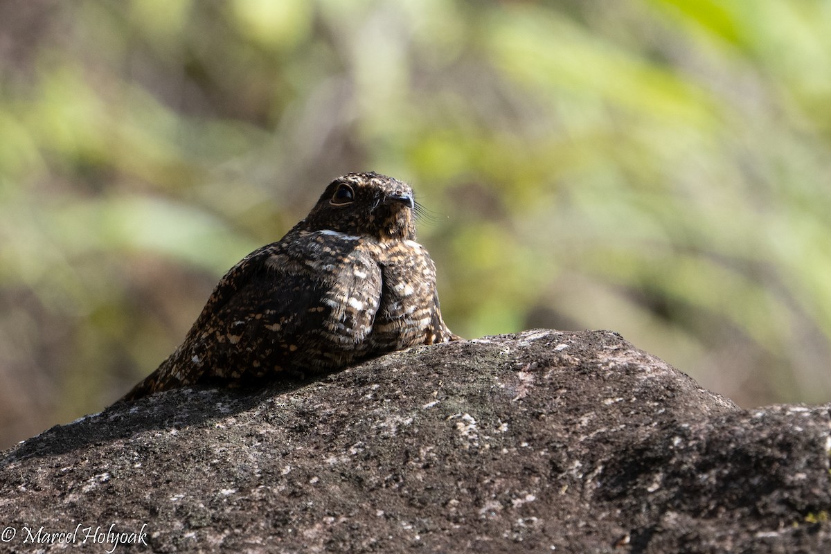 Blackish Nightjar - ML495848031