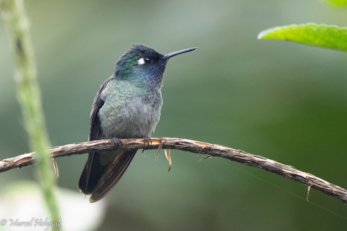 Violet-headed Hummingbird - Marcel Holyoak