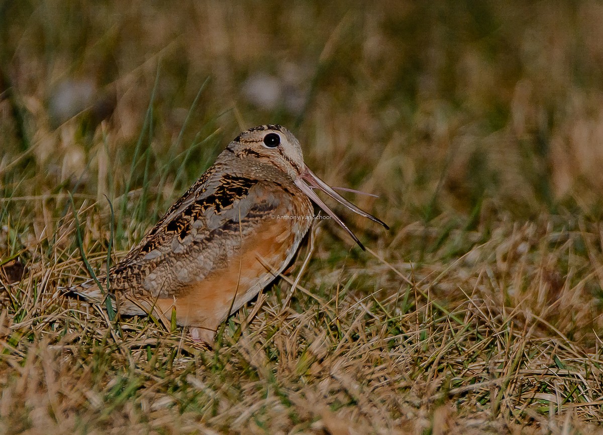 American Woodcock - Anthony VanSchoor