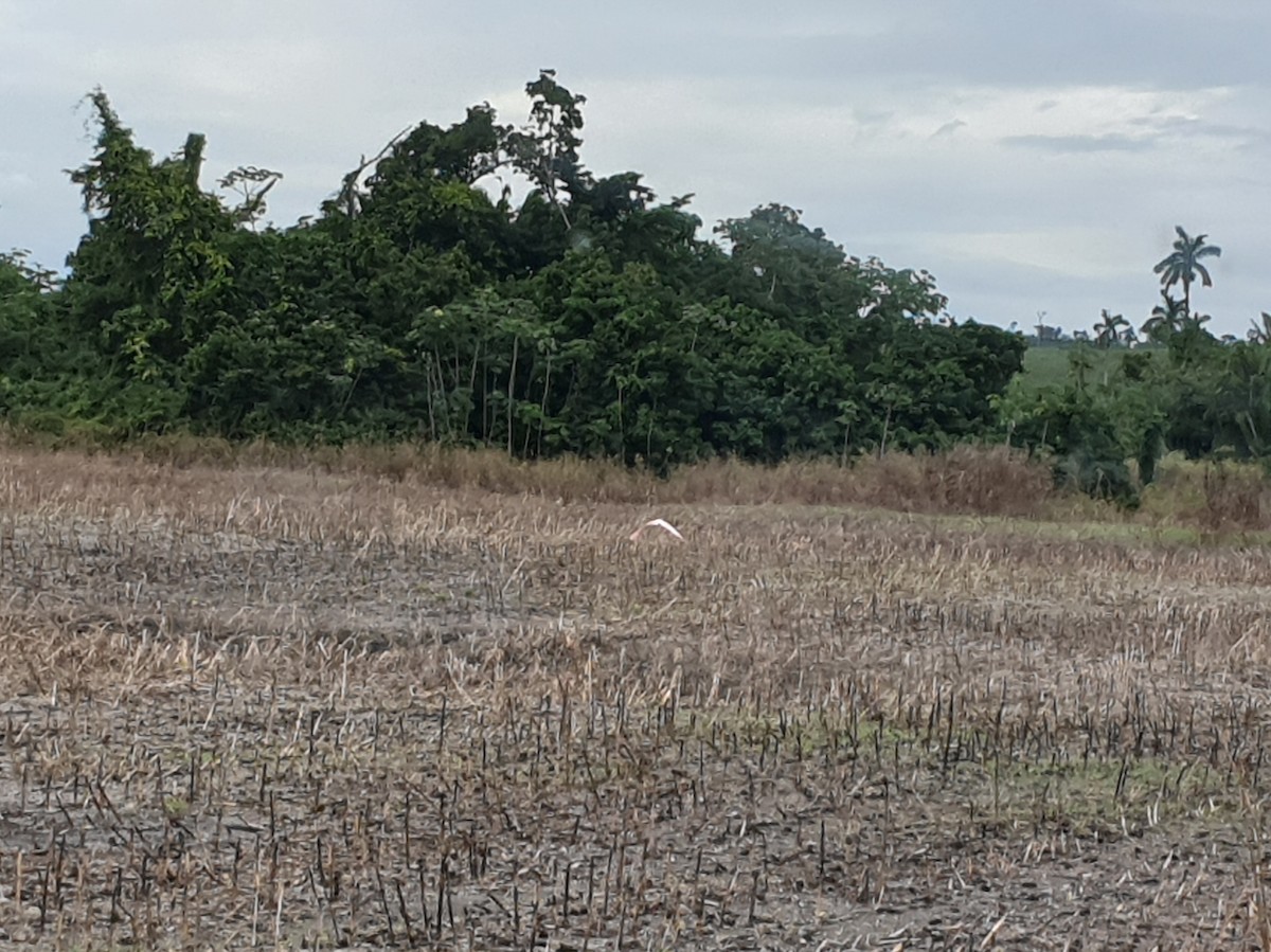 Roseate Spoonbill - ML495848521