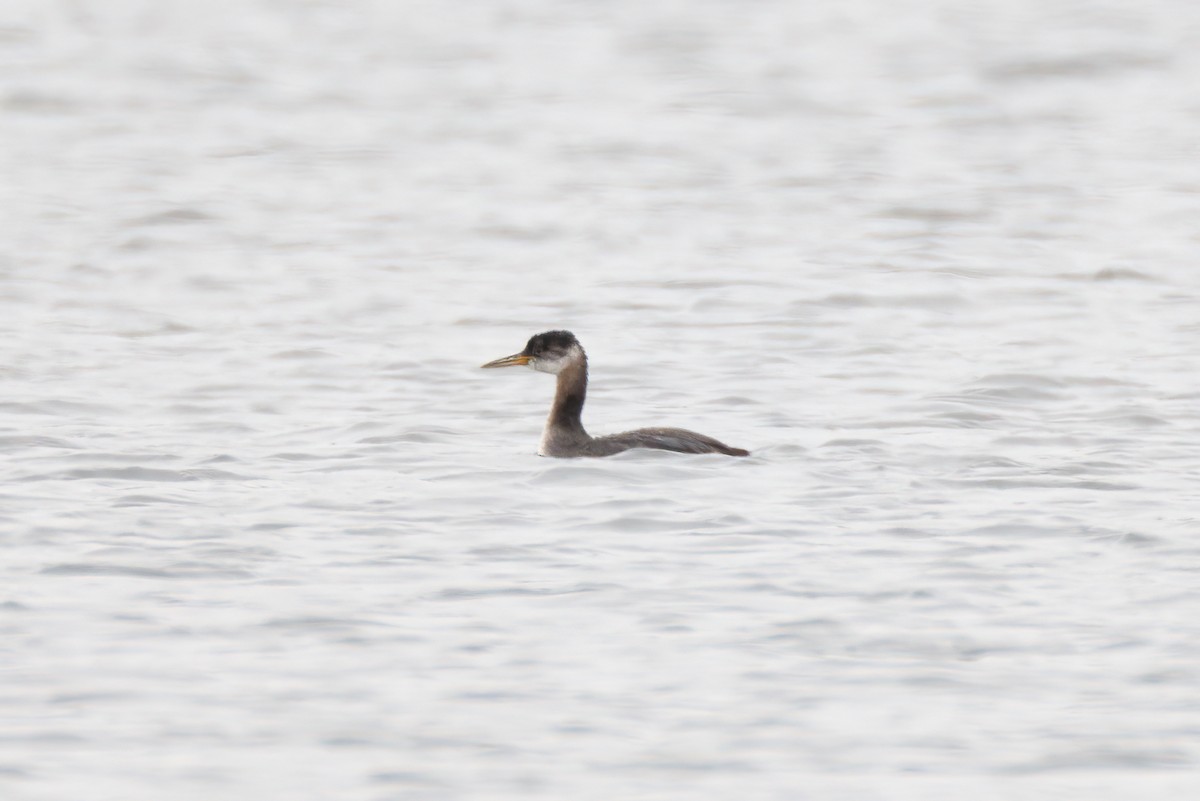 Red-necked Grebe - ML495848791