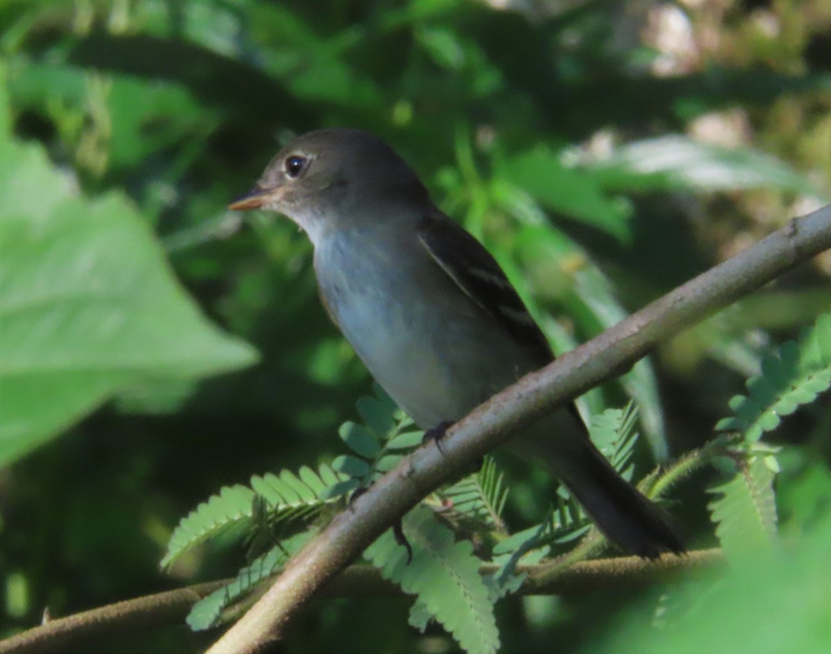 Least Flycatcher - ML495848891