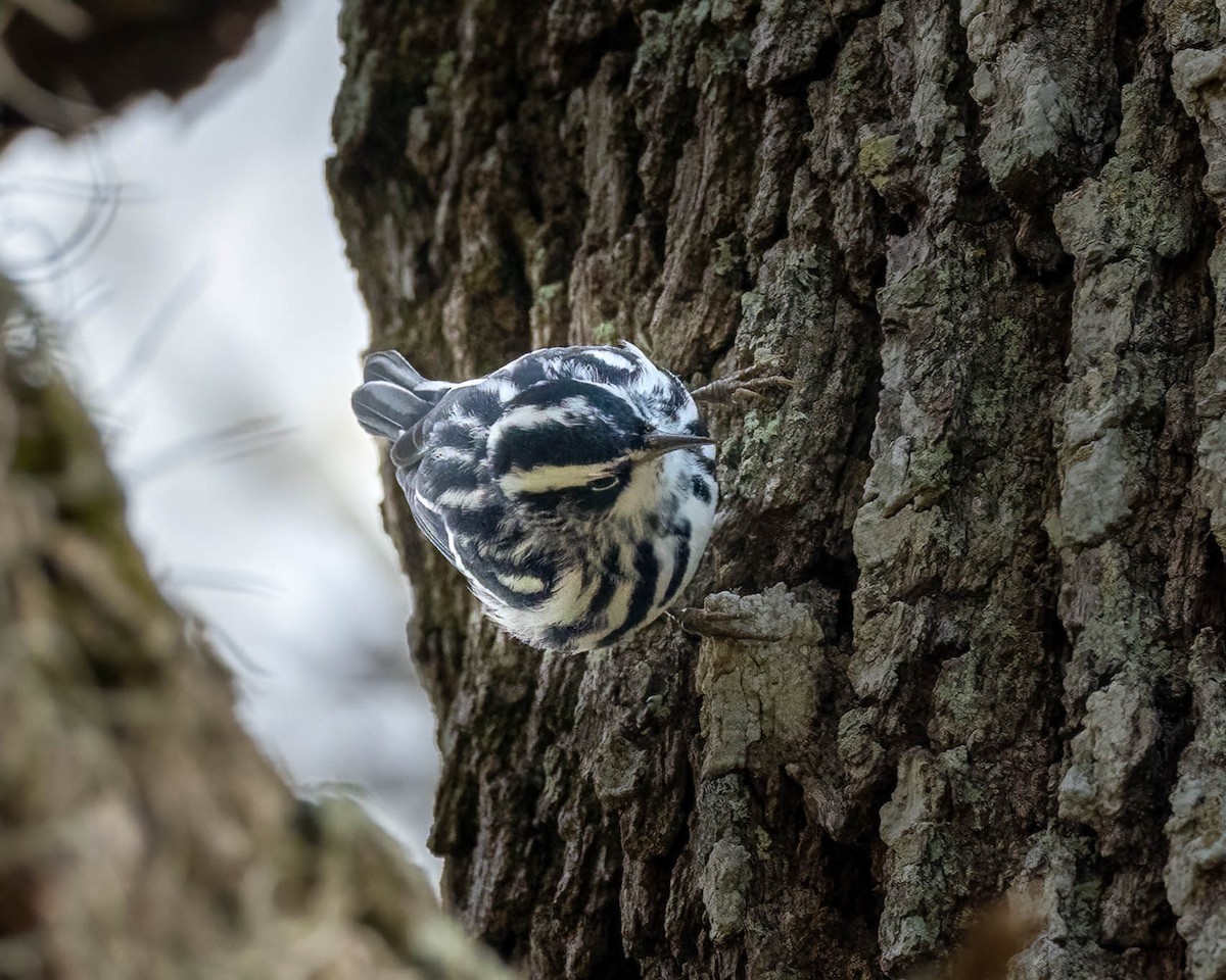 Black-and-white Warbler - ML495849021