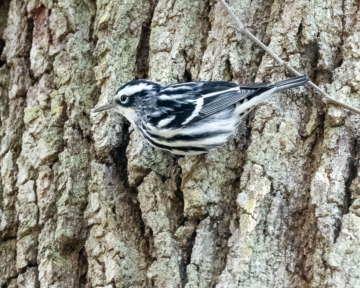 Black-and-white Warbler - ML495849031