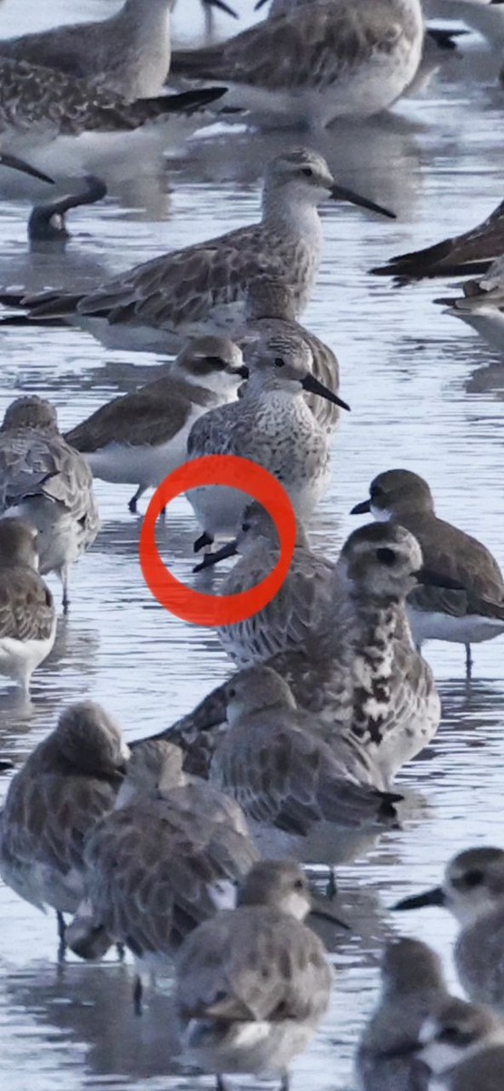 Great Knot - ML495849081