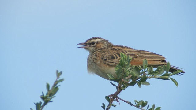 Fawn-colored Lark (Fawn-colored) - ML495849671