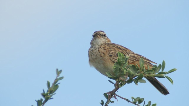 Fawn-colored Lark (Fawn-colored) - ML495849831