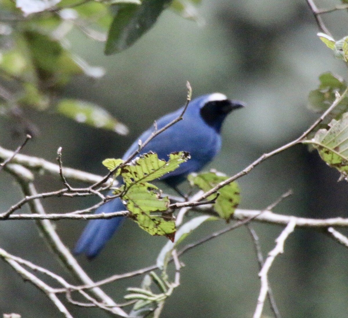 Violaceous Jay - Cheryl Rosenfeld