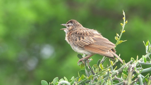 Fawn-colored Lark (Foxy) - ML495851411