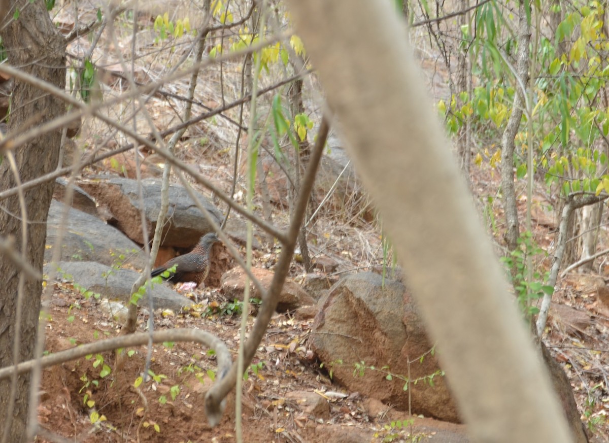 Painted Spurfowl - ML49585231