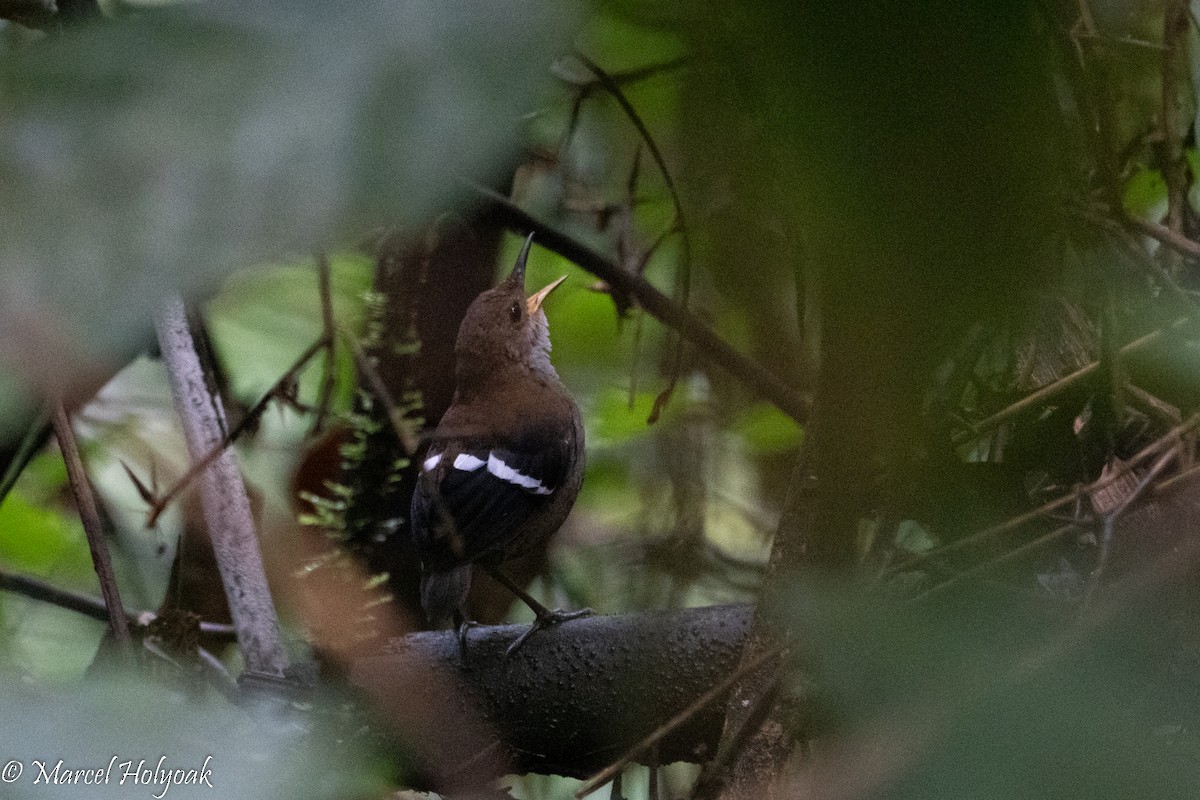 Wing-banded Wren - ML495852311