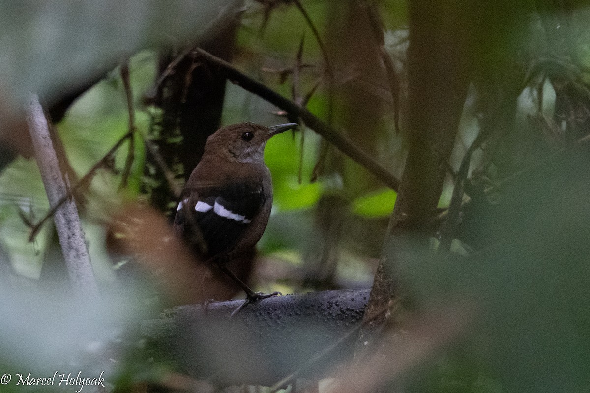 Wing-banded Wren - ML495852321