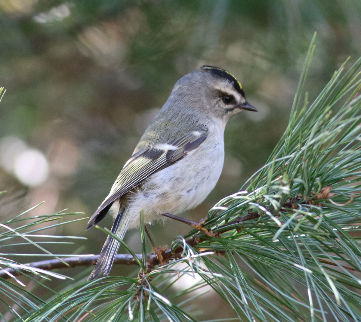 Roitelet à couronne dorée - ML495852421