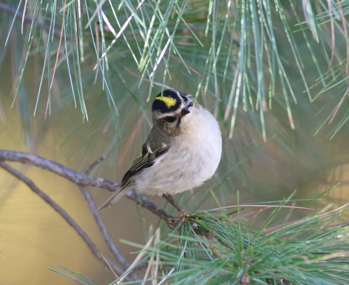 Roitelet à couronne dorée - ML495852431