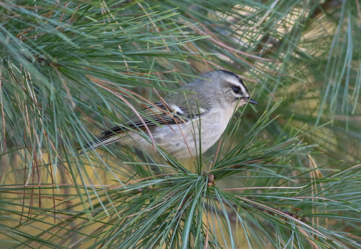 Golden-crowned Kinglet - Jason Rieger