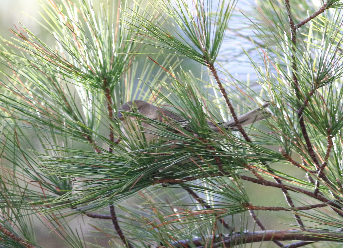 Pine Warbler - ML495852591