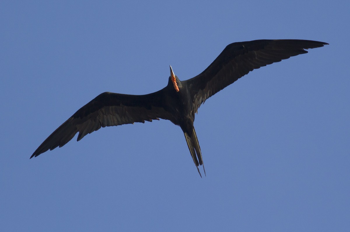 Magnificent Frigatebird - Michael Todd